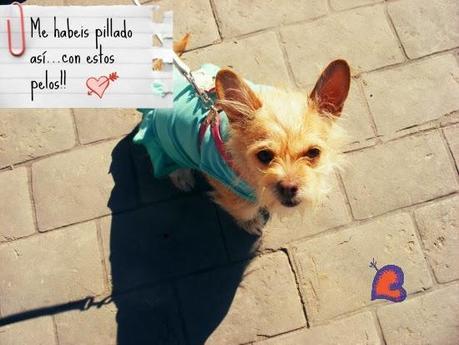 ModaYMascotas-FashionAndPets-ModeEtMascottes