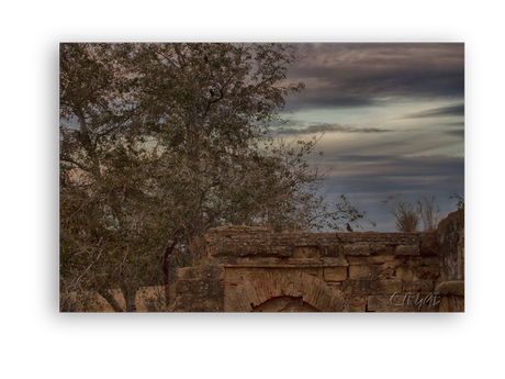 Sotos de la Albolafia