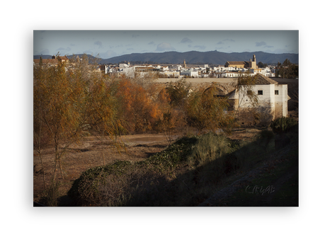 Sotos de la Albolafia