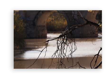 Sotos de la Albolafia