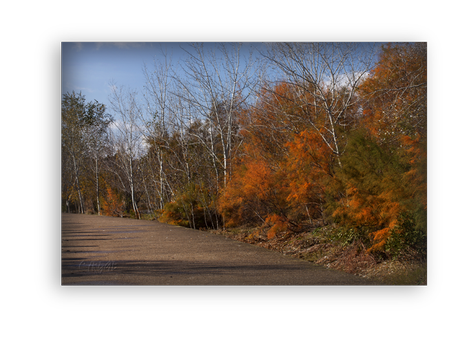 Sotos de la Albolafia