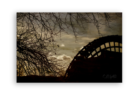 Sotos de la Albolafia