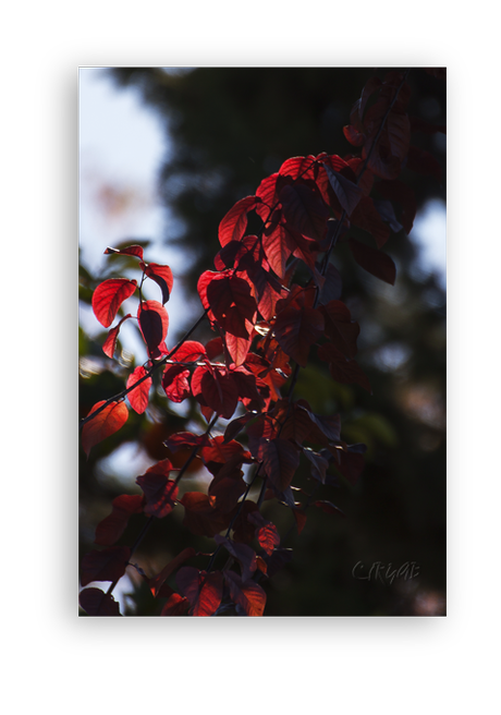 Sotos de la Albolafia