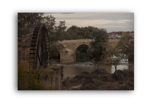 Sotos de la Albolafia