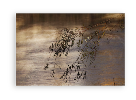 Sotos de la Albolafia