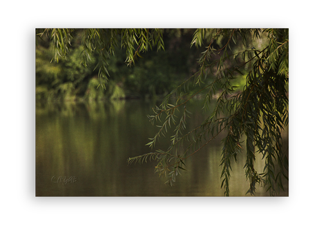 Sotos de la Albolafia