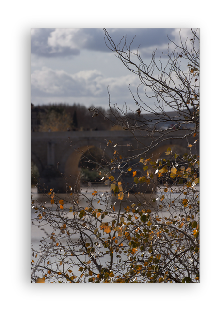 Sotos de la Albolafia