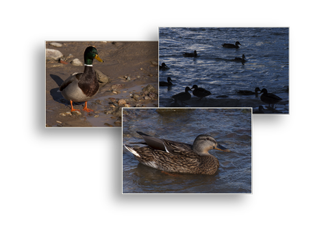 Sotos de la Albolafia