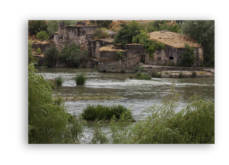 Sotos de la Albolafia