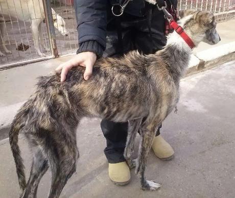 NEUS EN ADOPCIÓN. (MADRID)