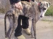 Neus adopción. (madrid)