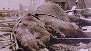 Topsy, el elefante condenado a la silla eléctrica Topsy, el elefante condenado a la silla eléctrica
