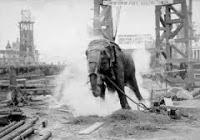 Topsy, el elefante condenado a la silla eléctrica Topsy, el elefante condenado a la silla eléctrica