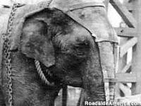 Topsy, el elefante condenado a la silla eléctrica Topsy, el elefante condenado a la silla eléctrica