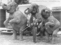 Topsy, el elefante condenado a la silla eléctrica Topsy, el elefante condenado a la silla eléctrica