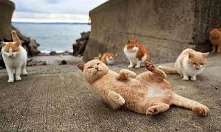 Japón: habitantes crean una 'isla de gatos'