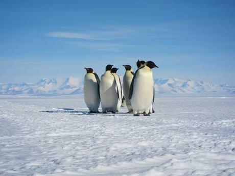 grupo de pingüinos emperador