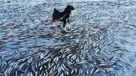 mar congelado mata miles de peces en Noruega