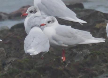 Cabecinegras de vacaciones: alemanas y húngaras