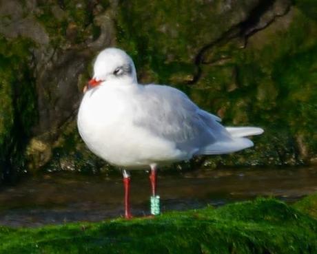 Cabecinegras de vacaciones: alemanas y húngaras