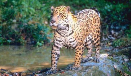 Circuito verde por Parques Nacionales del Noroeste (2a parte).