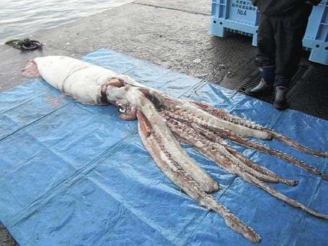 calamar gigante pescado en Japón