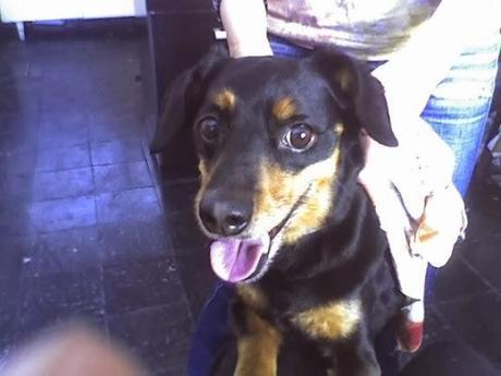 Adiós a mi Reina Adiós a mi Reina