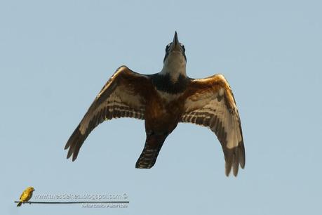 Martín pescador grande (Ringed Kingfisher) Megaceryle torquata