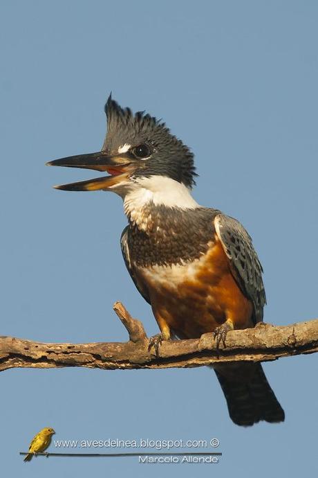 Martín pescador grande (Ringed Kingfisher) Megaceryle torquata