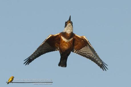 Martín pescador grande (Ringed Kingfisher) Megaceryle torquata