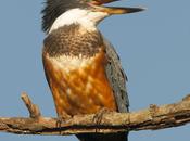 Martín pescador grande (Ringed Kingfisher) Megaceryle torquata