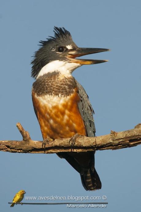 Martín pescador grande (Ringed Kingfisher) Megaceryle torquata