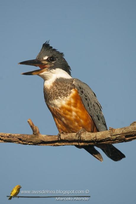 Martín pescador grande (Ringed Kingfisher) Megaceryle torquata