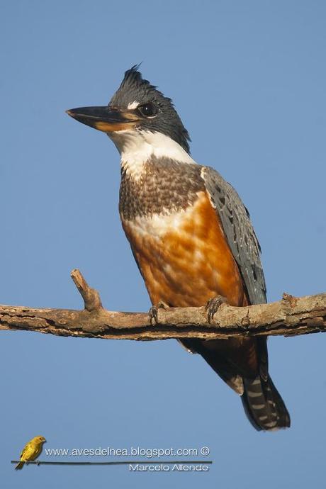 Martín pescador grande (Ringed Kingfisher) Megaceryle torquata