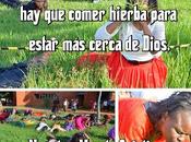 Pastor sudafricano hace congregación coma pasto ‘para estar cerca Dios’