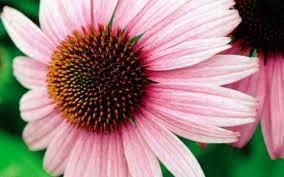 REMEDIOS NATURALES PARA MEJORAR EL RESFRIADO