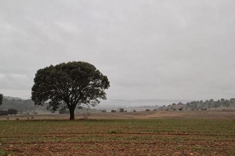 Valle de Fanales