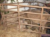 Video: Portal viviente Almadén 2013