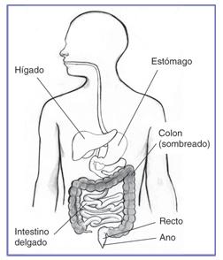 Dibujo del tracto digestivo en el que se señala el hígado, estómago, intestino delgado, colon, recto y ano. Se sombrea el colon.