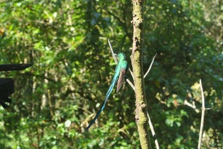 Colibrí en el Valle del Cócora