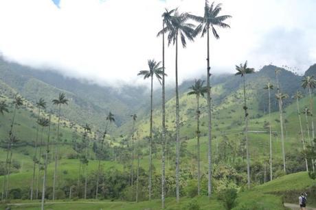 Palmas de cera. 