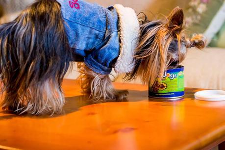 Puppies Stories: PetSecret For Maikel