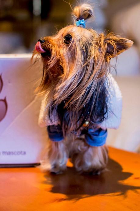 Puppies Stories: PetSecret For Maikel