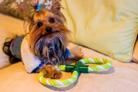 Puppies Stories: PetSecret For Maikel