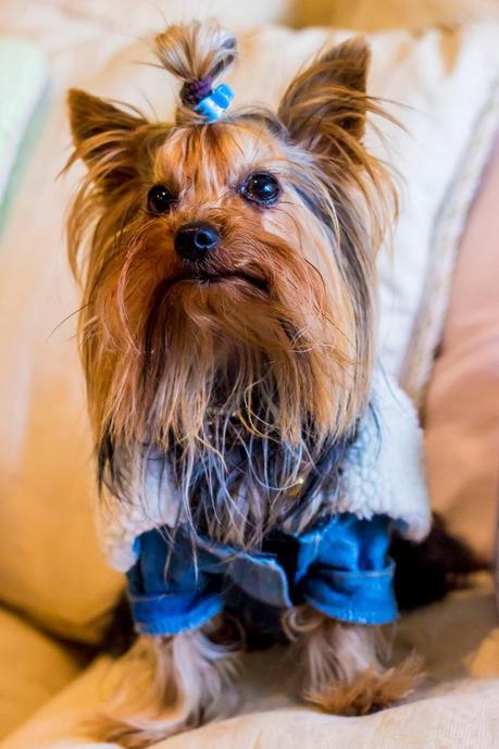 Puppies Stories: PetSecret For Maikel