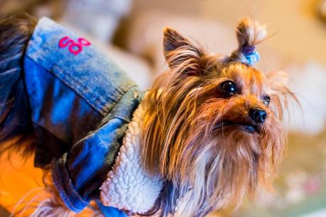 Puppies Stories: PetSecret For Maikel