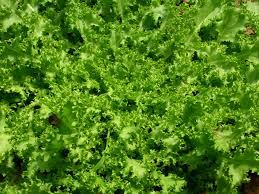 escarola11 La intibina de la escarola, saludable y deliciosa en invierno