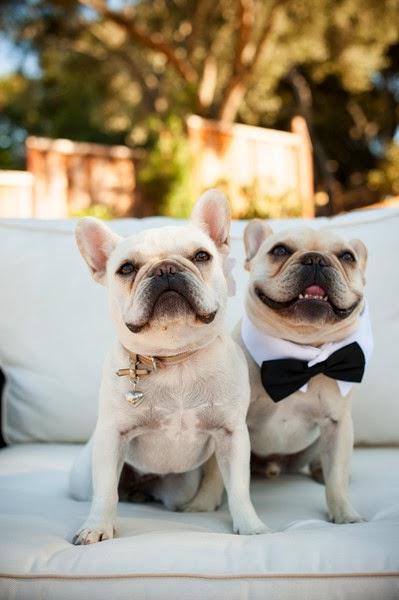 Mi compañero ideal es amoroso, fiel e incondicional ¿y el tuyo?