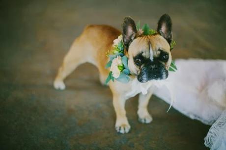 Mi compañero ideal es amoroso, fiel e incondicional ¿y el tuyo?