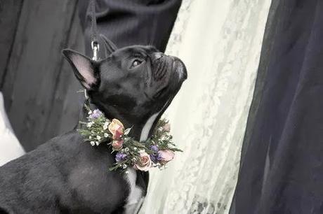 Mi compañero ideal es amoroso, fiel e incondicional ¿y el tuyo?